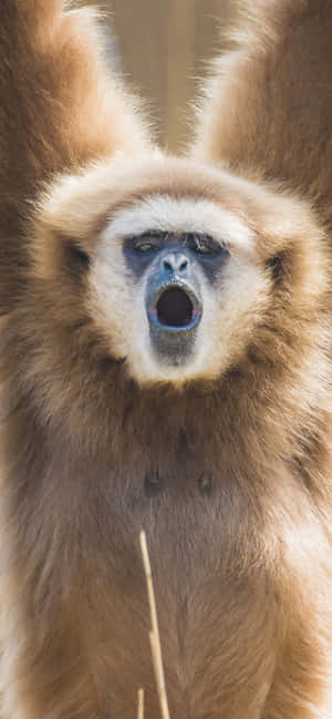 Iphone Xs Max Gibbon -taustakuva — Galaxy A37 Taustakuvat