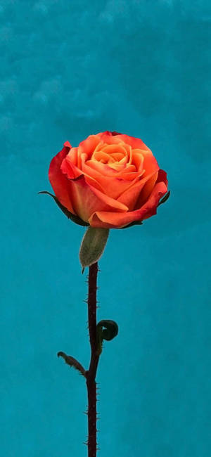 Orange Rose Flower Apple — iPhone 16 Pro Max Taustakuvat