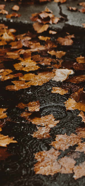 Fall iPhone -taustakuva — Infinix Note Taustakuvat