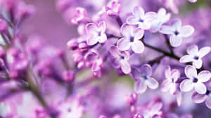 Pastellin violetti tausta — Pastellilila Taustakuvat