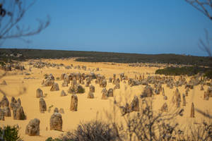 Perth Yanchep National Park -taustakuva — Aamunkoitto Taustakuvat