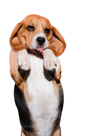 Pieni Beagle-koira seisomassa — POCO Pad C1 Taustakuvat
