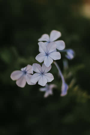 Plumbago-siniset kukat puhelin — Huawei MatePad 11.5 (2026) Taustakuvat