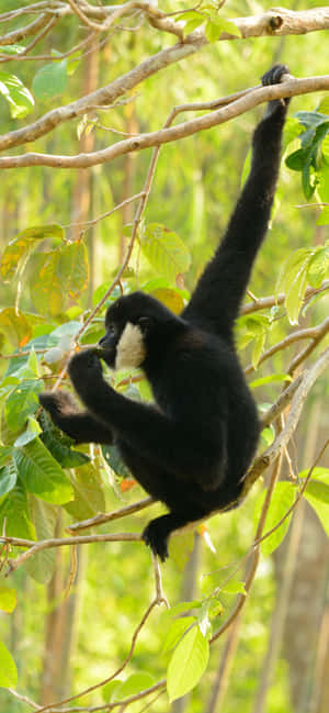 iPhone Xs Max Gibbon -tausta — iPhone 15 Pro Max Taustakuvat