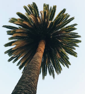 Lo Fi Palm Tree -taustakuva — Nubia Flip Taustakuvat