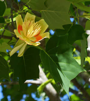Tulppaanipuukuvat — Honor Magic V Taustakuvat