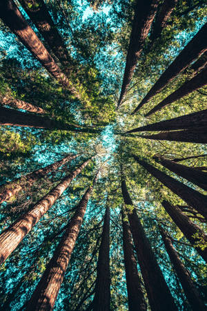Redmi 4k Summer Forest