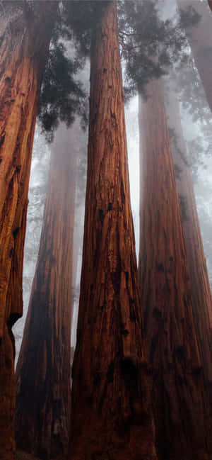 Redwoodin kansallispuiston sumuinen metsä — Motorola Edge 70 Taustakuvat
