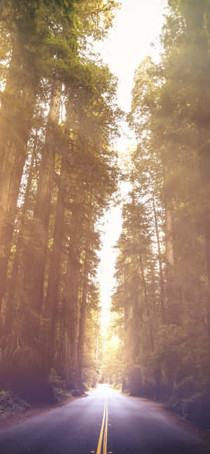 Redwoodin kansallispuisto Avenue Of The Giants — Oppo Find X Taustakuvat