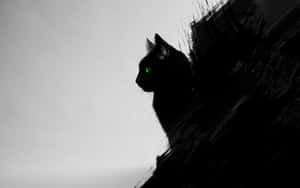 Mustan kissan kuvia — Cat Noir Taustakuvat