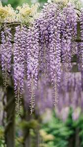 Riippuvaa purppuraa wisteriaa säleiköllä, pehmeä tarkennus, romanttinen keväinen tunnelma. — Kukkaestetiikka Taustakuvat