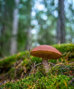 Ruskea sieni estetiikka — Sieni-estetiikka Taustakuvat