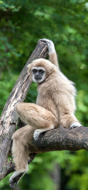 Iphone Xs Max Gibbon -taustakuva — Oppo F33 Taustakuvat