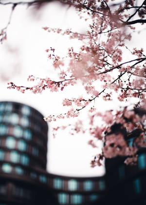 Sakura kaupungissa -taustakuva — OnePlus Pad 3 Pro Taustakuvat
