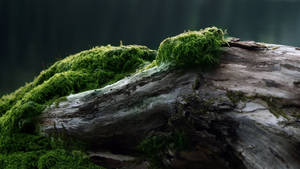 Vanha puu sammaleella -taustakuva — 2560x1440 Taustakuvat