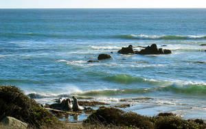 San Simeonin villieläimet — Valtameri Taustakuvat