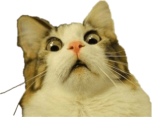 #shokissa #kissa #freetoedit - Kissa meemi läpinäkyvä tausta, HD PNG-lataus