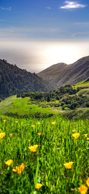Iphone Xs California -taustakuva — Galaxy A Taustakuvat