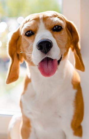Söpö beagle koira kieli ulkona — POCO Pad C1 Taustakuvat