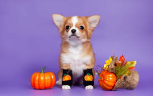 Söpö esteettinen Halloween-koira