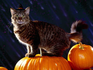 Söpö Halloween-tabbykissa taustakuva. — Esteettinen kissa Taustakuvat