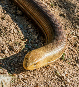 Spectacular Male Glass Lizard on Dry Soil — Honor Magic V Flip 2 Taustakuvat
