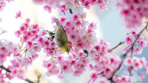 Suloinen keväinen sakura-lintu