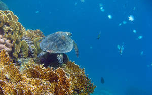 Suloinen kilpikonna tapaa kaloja -taustakuva — Söpö kilpikonna Taustakuvat