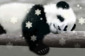 Panda-taustakuva — Panda Taustakuvat