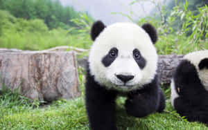 Panda-taustakuva — Panda Taustakuvat