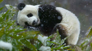 Pandataustakuva — Panda Taustakuvat