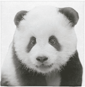 Suloinen pandan muotokuva — Panda Taustakuvat