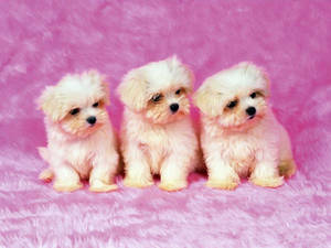 Kolme suloista shih tzu -pentua