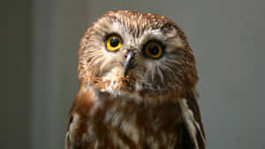 Suloisia pöllökuvia