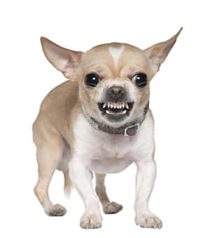 Chihuahua-taustakuva — Galaxy Z Flip 8 Taustakuvat