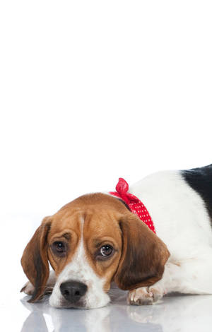 Surullinen beagle koira — POCO Pad C1 Taustakuvat