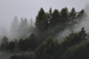 Surullinen sumuinen metsätausta — Metsä Taustakuvat