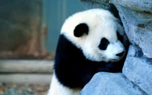 Pandataustakuva — Panda Taustakuvat