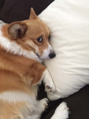 Corgi-hauskoja kuvia — iPad 9. sukupolvi Taustakuvat