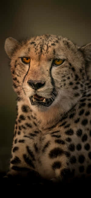 Cheetah iPhone — Huawei nova Taustakuvat