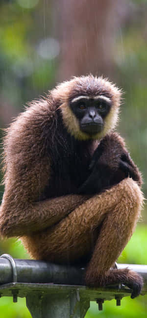 Iphone Xs Max Gibbon -taustakuva — Redmi Note 17 Pro Taustakuvat
