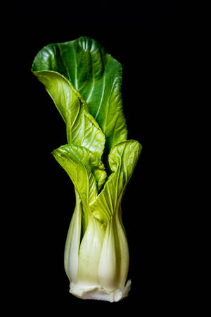 Tuore Bok Choy - Terveellinen Vihreä Vihannes — Ruoka Taustakuvat
