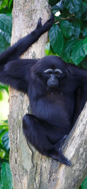Iphone Xs Max Gibbon -taustakuva — Oppo F31 Taustakuvat