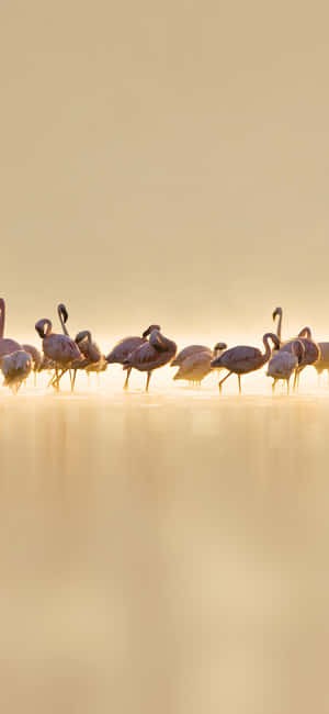 Valokuvaus Flamingo Iphone — Auringonnousu Taustakuvat