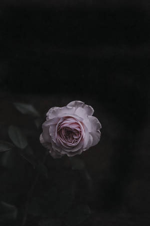 ruusunkukka — Ruusu kukka Taustakuvat