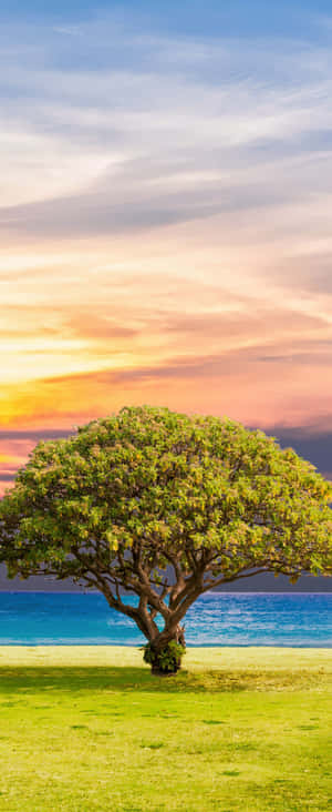 1080x2636 — Motorola Razr Ultra 2026 Taustakuvat