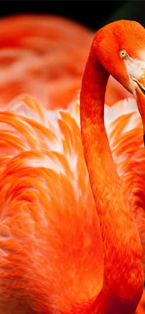 Valokuva Flamingo Iphone — Vivo V60 Lite Taustakuvat