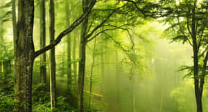 Metsätausta — Metsä Taustakuvat