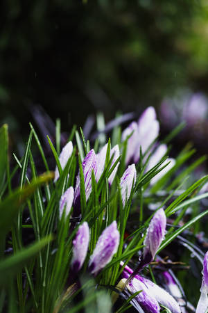 Violetit kevätkukkataustakuva