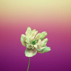 Violetti Helleborus Orientalis -omenankukka — 1:1 Taustakuvat